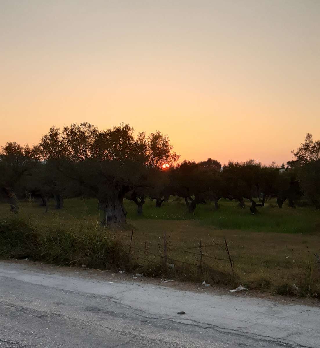 zachód słońca nad gajem oliwnym puzzle online