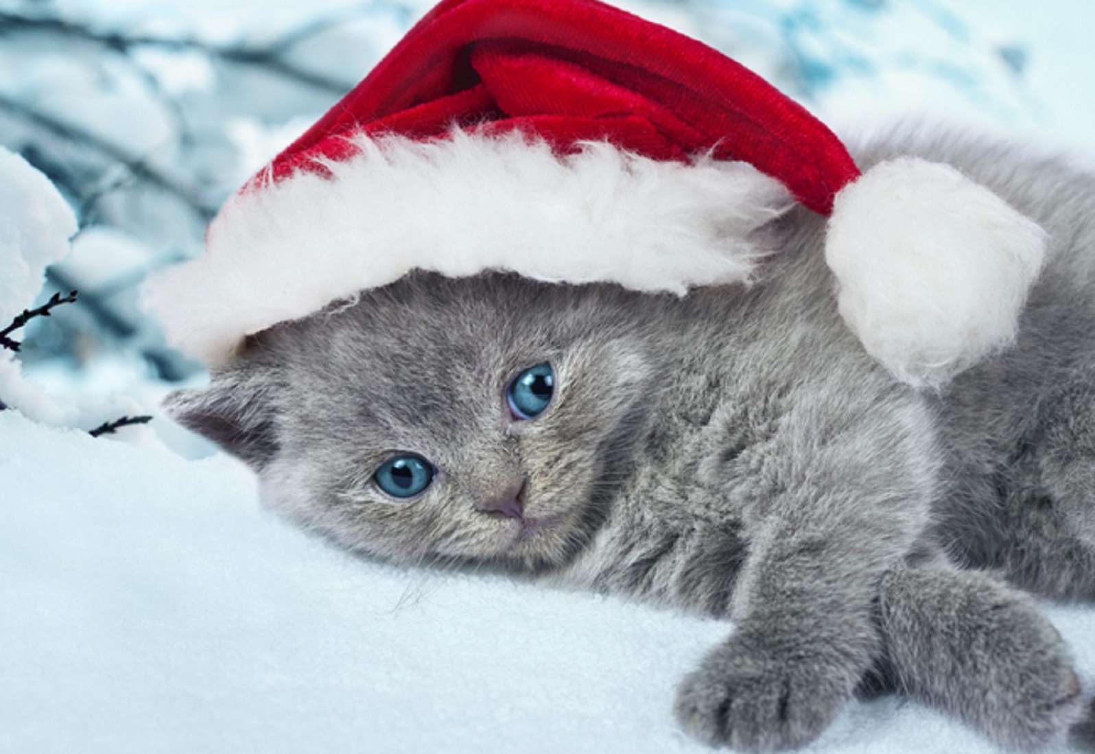słooodki szary kotek z czapką mikołaja świąteczne puzzle online