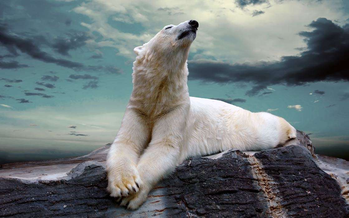 Po Prostu Niedźwiedź polarny puzzle online