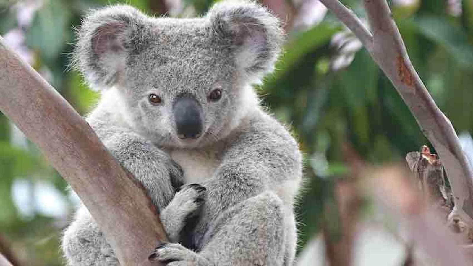 Endemit dla Australii. Koala puzzle online