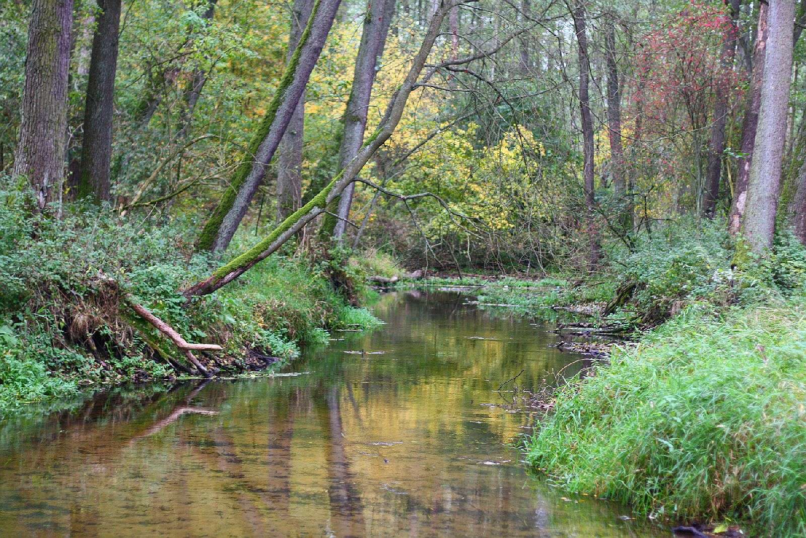 Rzeka Skrwa w lesie puzzle online