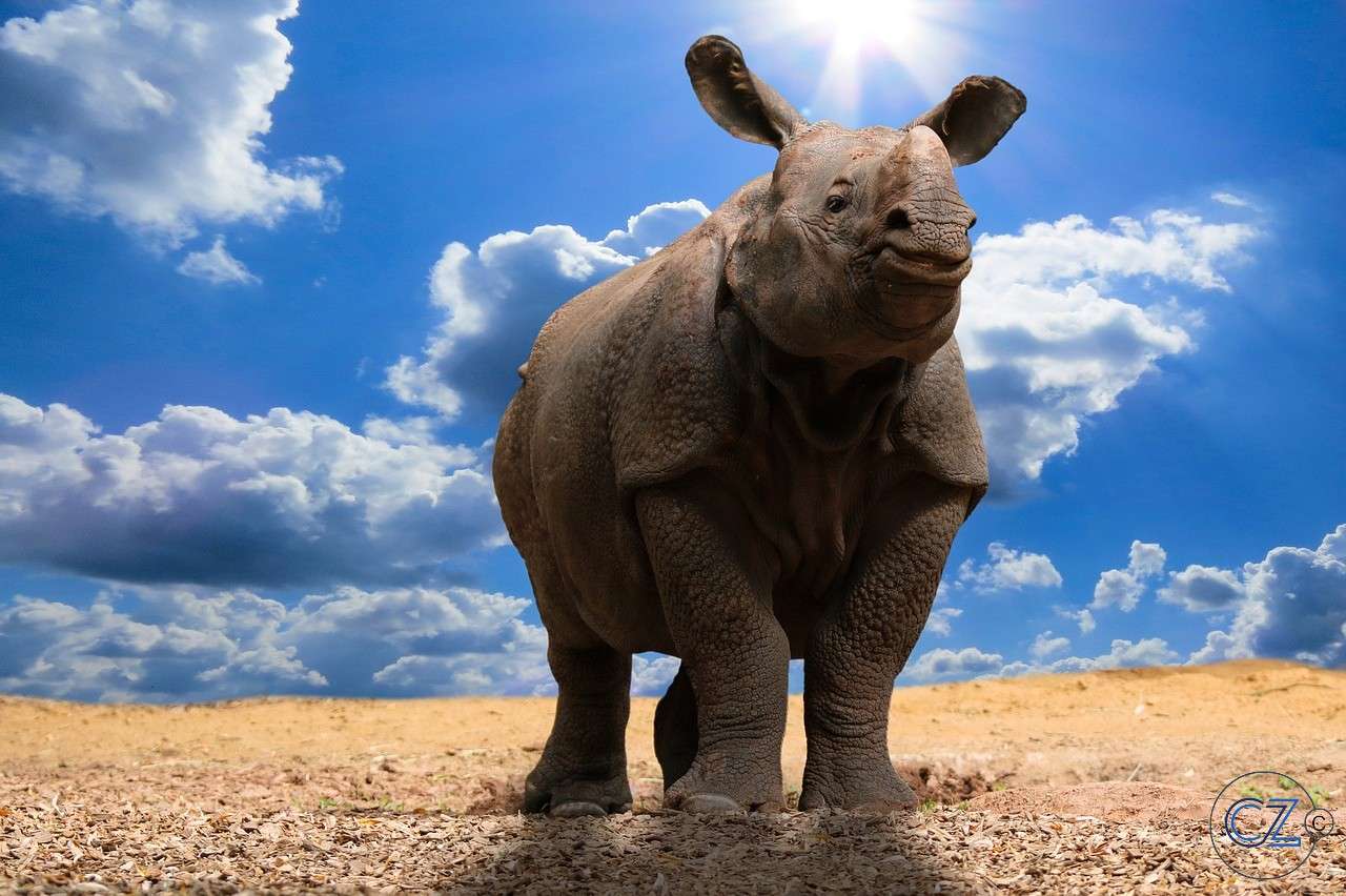 Zwierzęta, nosorożec puzzle online
