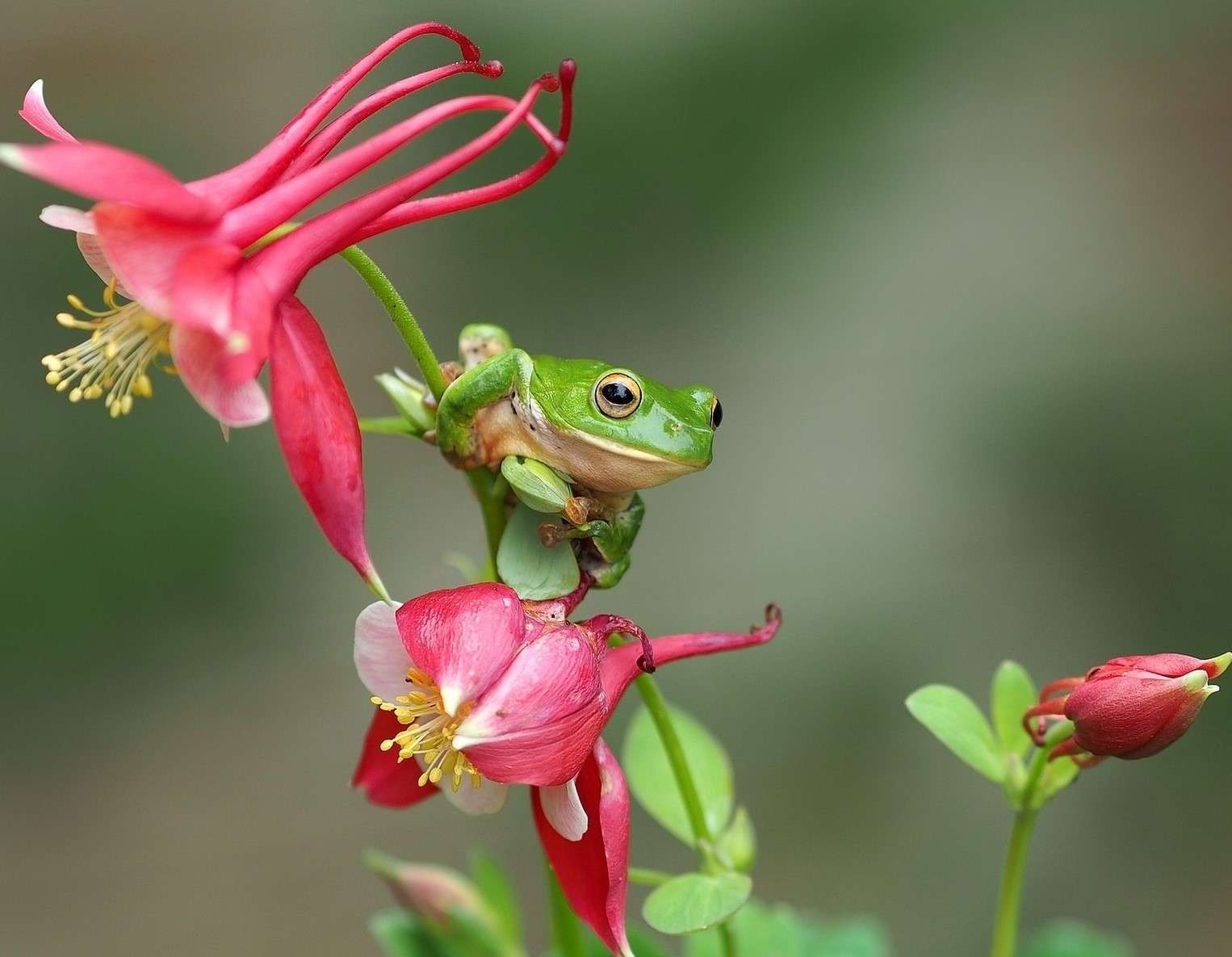 Żabka siedząca na kwiatku puzzle online