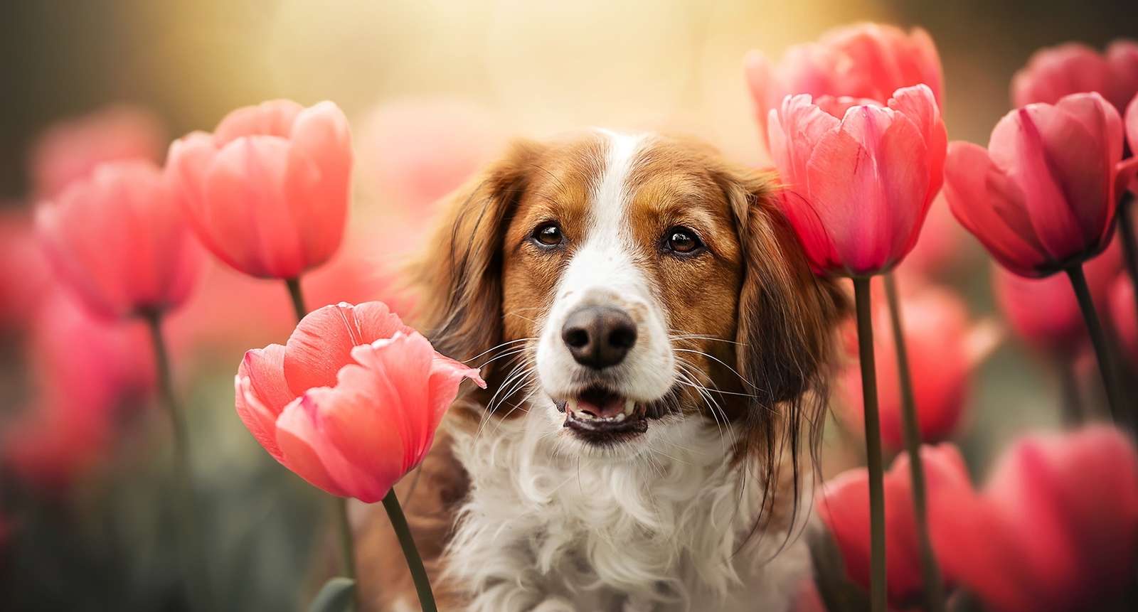 Płochacz holenderski w tulipanach puzzle online