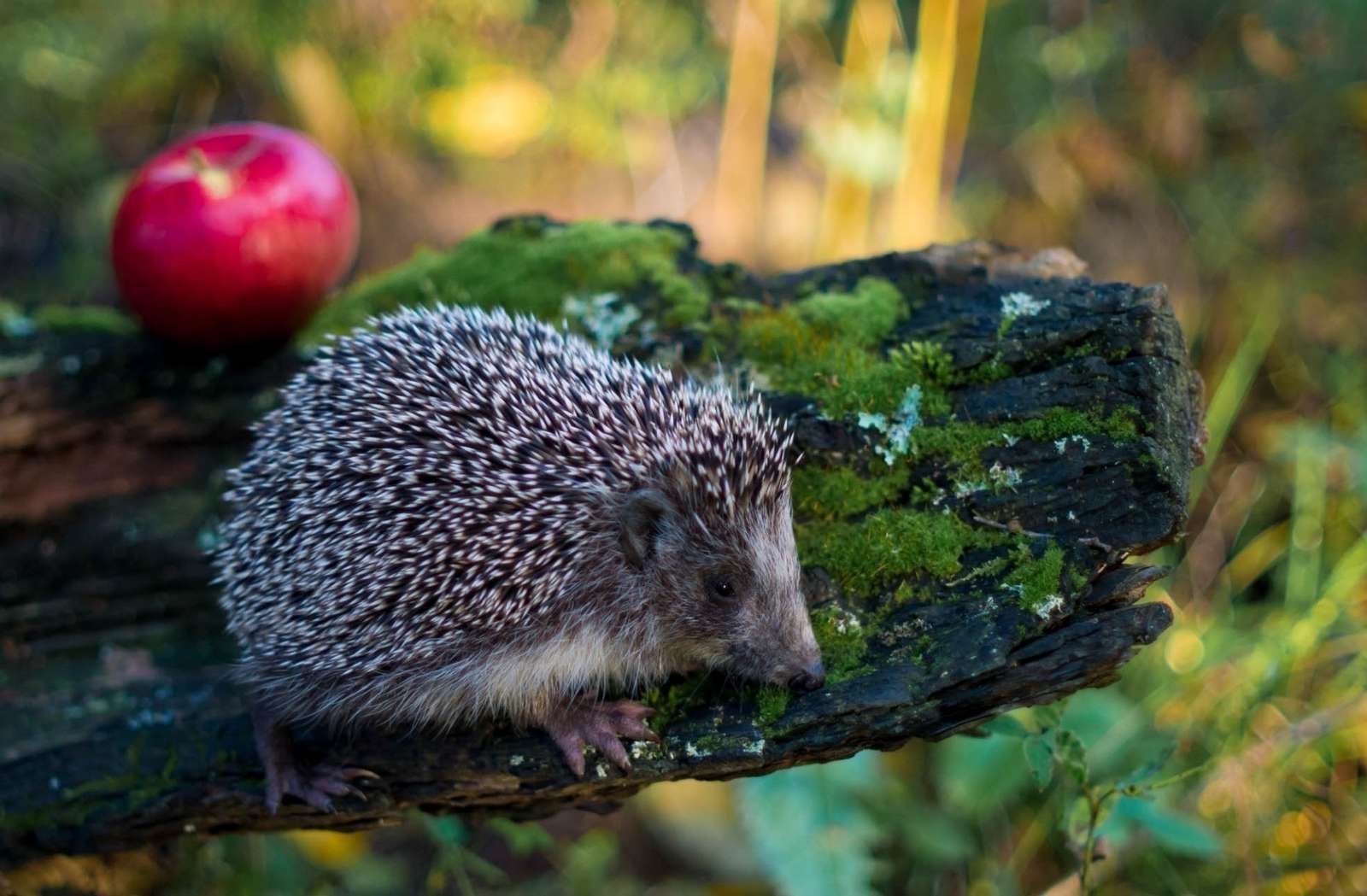 Mały jeżyk w lesie z jabłuszkiem puzzle online