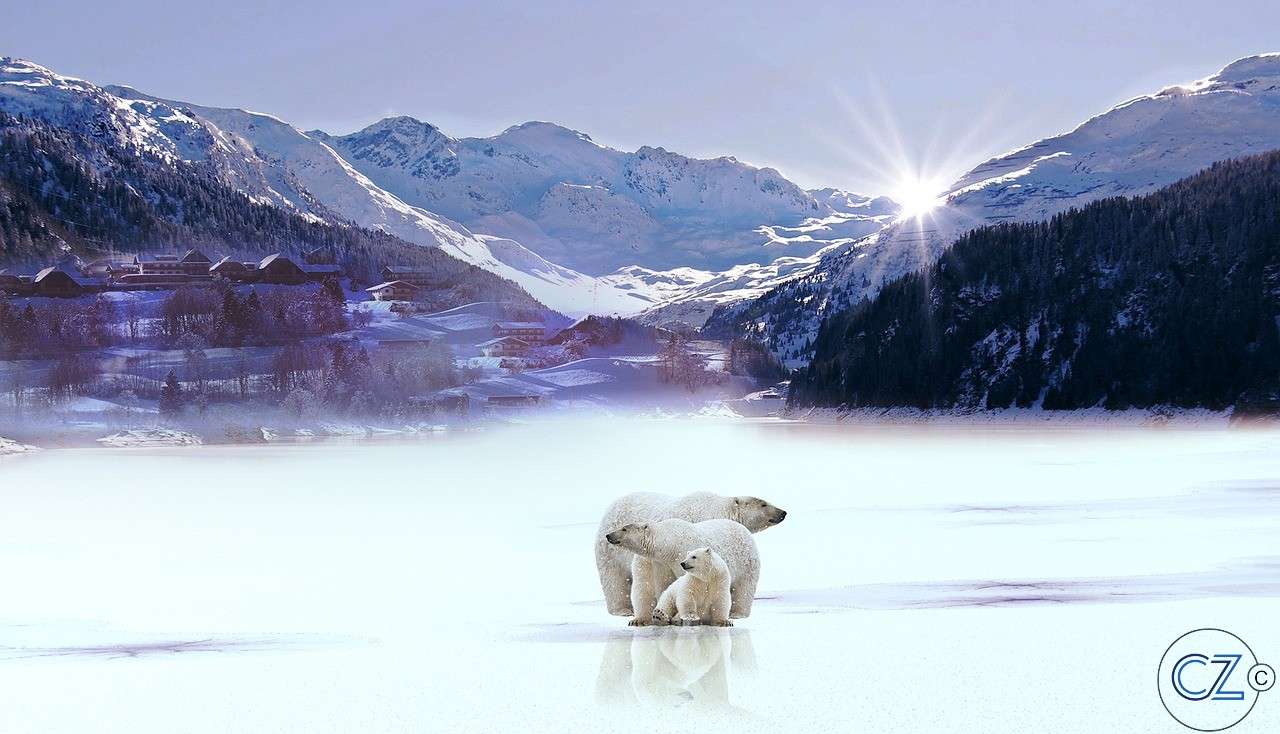 Śnieg, Niedźwiedź Polarny puzzle online