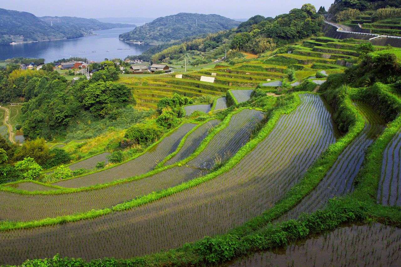 Znikające pola ryżowe w Japonii puzzle online