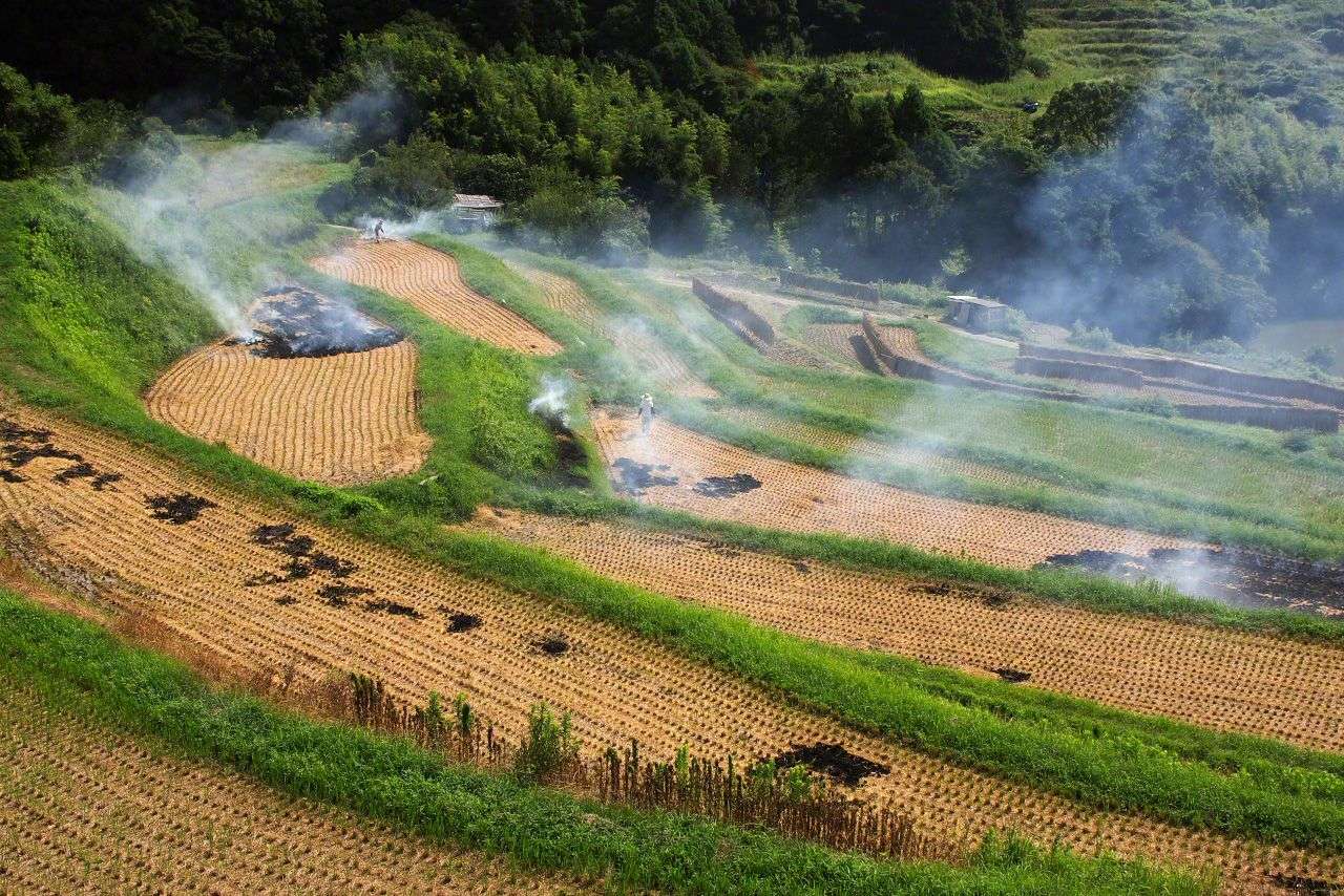Znikające pola ryżowe w Japonii puzzle online