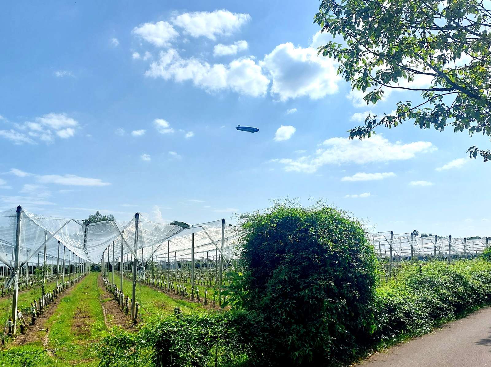 Zeppelin nad Jeziorem Bodeńskim latem puzzle online