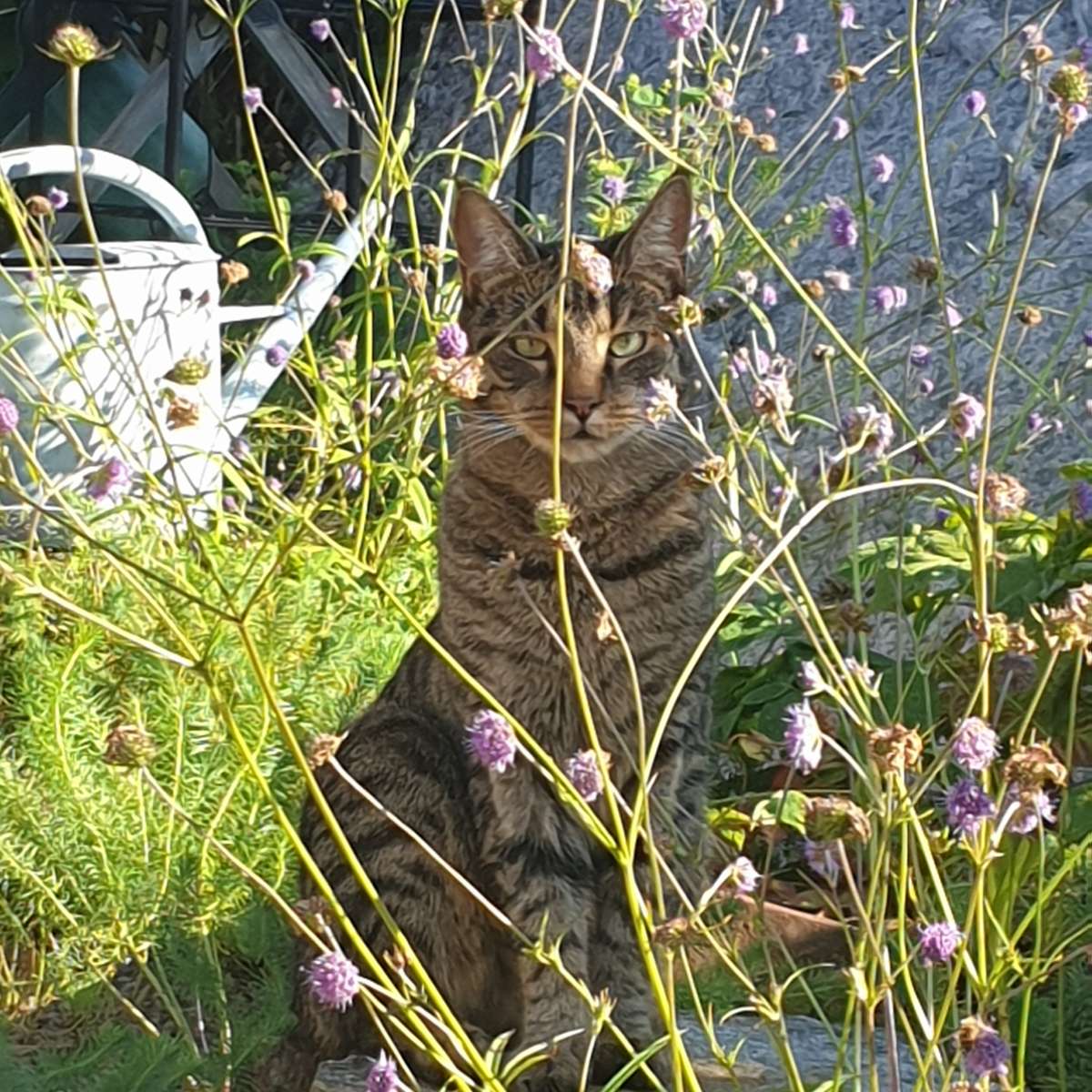 Kot Molly w letnich kwiatach puzzle online