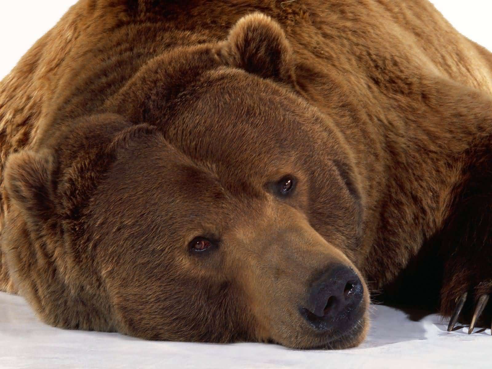 baloo, niedźwiedź brunatny puzzle online