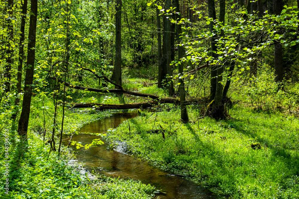 Urokliwy strumień w lesie puzzle online