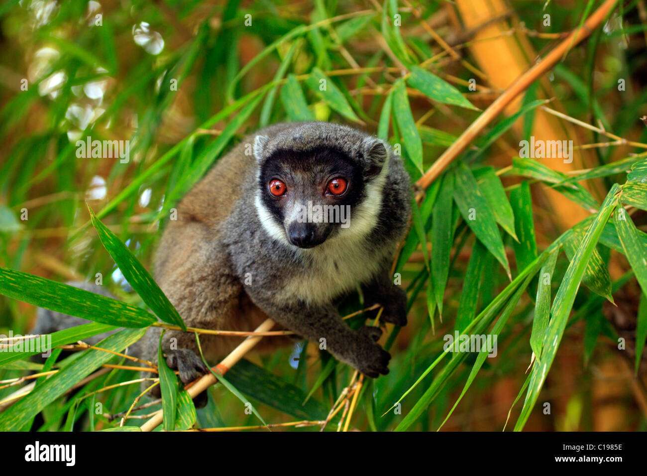 Lemur mongoz puzzle online
