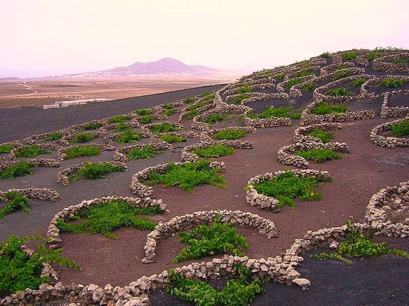 Vignobles insolites na Lanzarote, Wyspy Kanaryjskie puzzle online