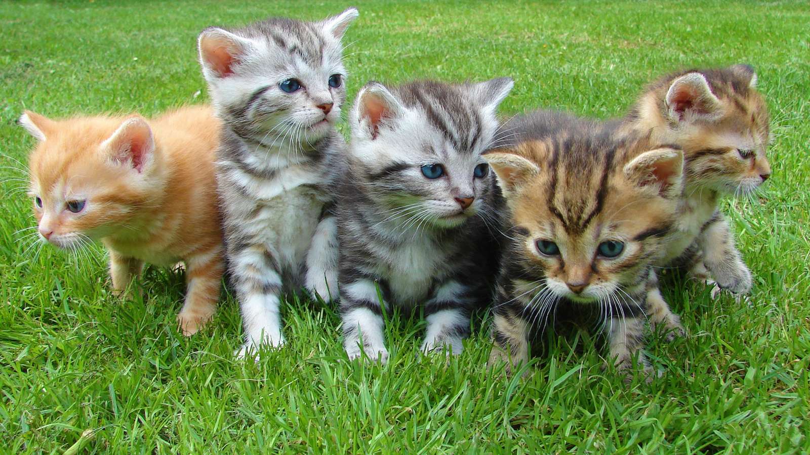 Kocięta bawiące się na trawie puzzle online