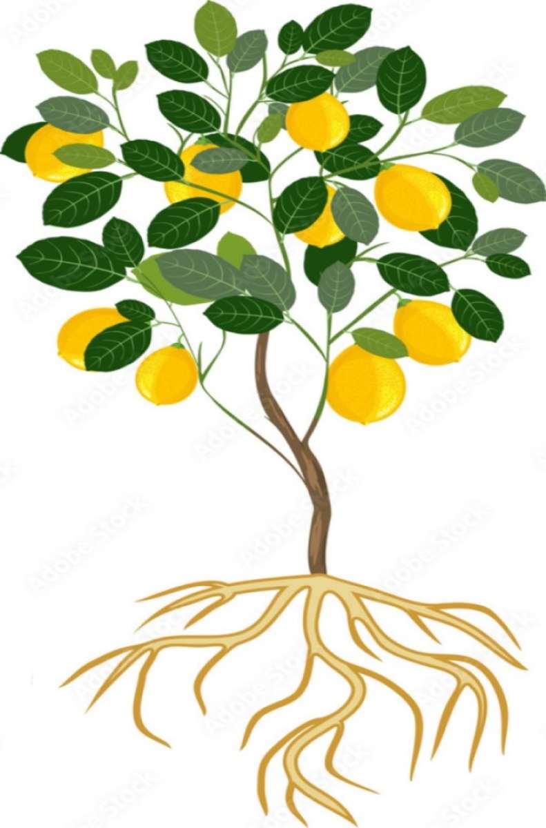 лимоново дърво puzzle online