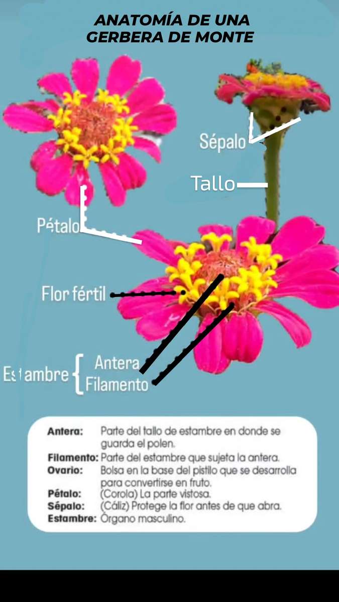 gerbera górska puzzle online