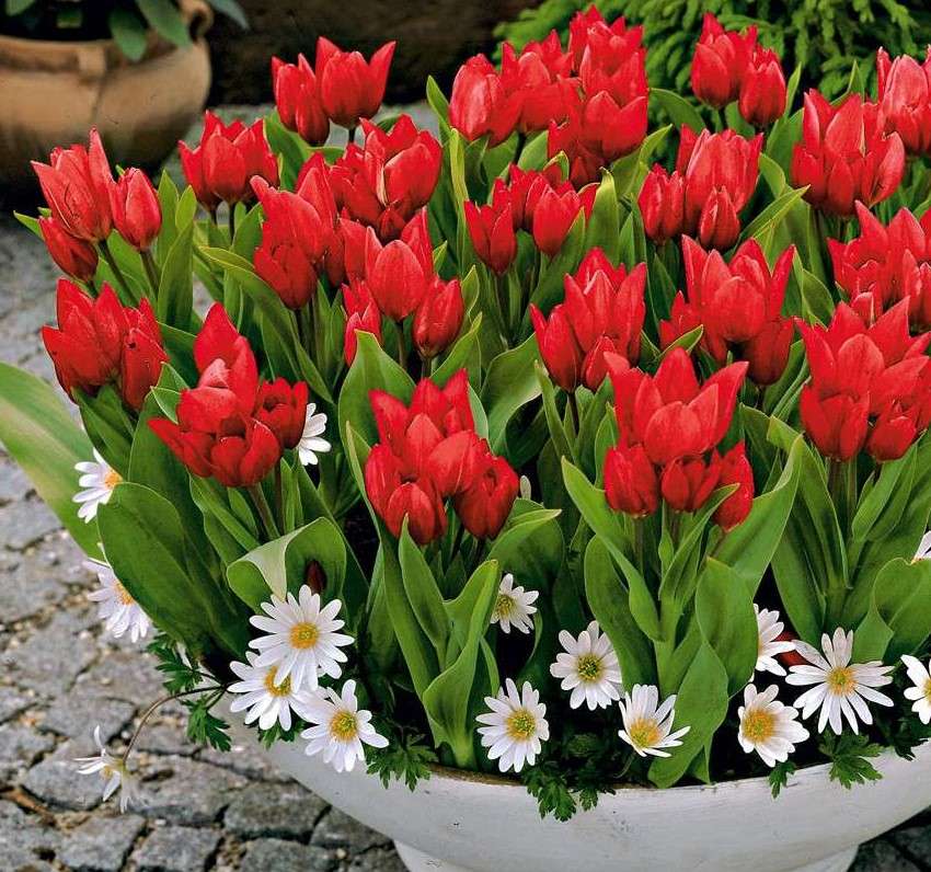 Czerwone tulipany puzzle online