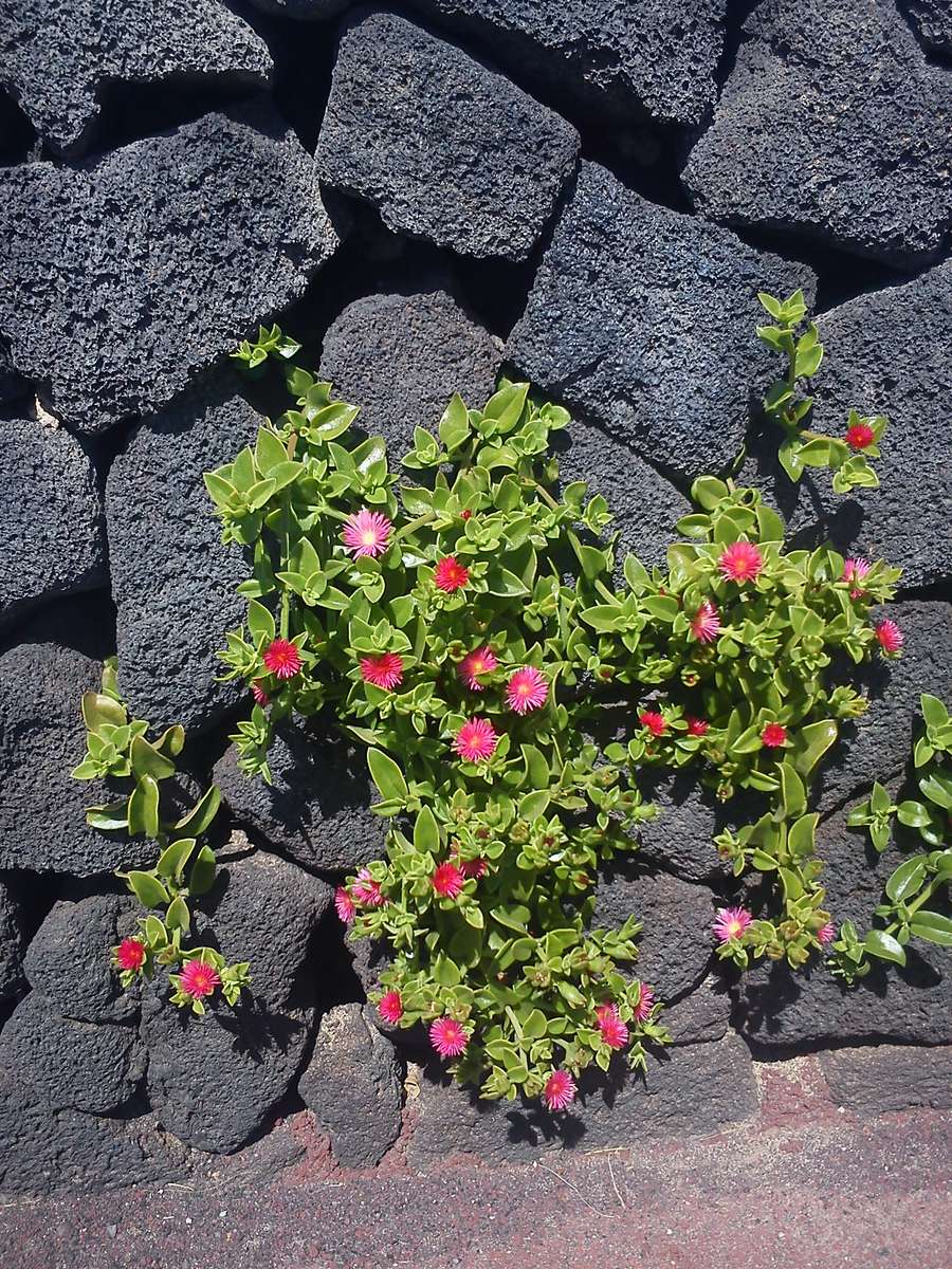 Kwiaty na wyspie puzzle online