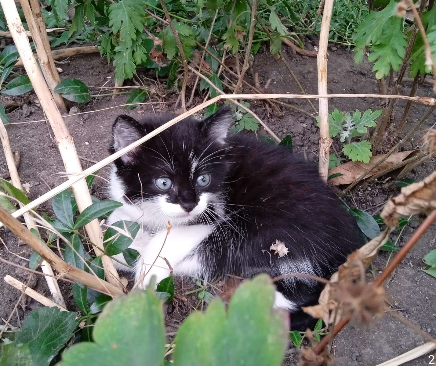 Kotek w ogrodzie przed domem puzzle online