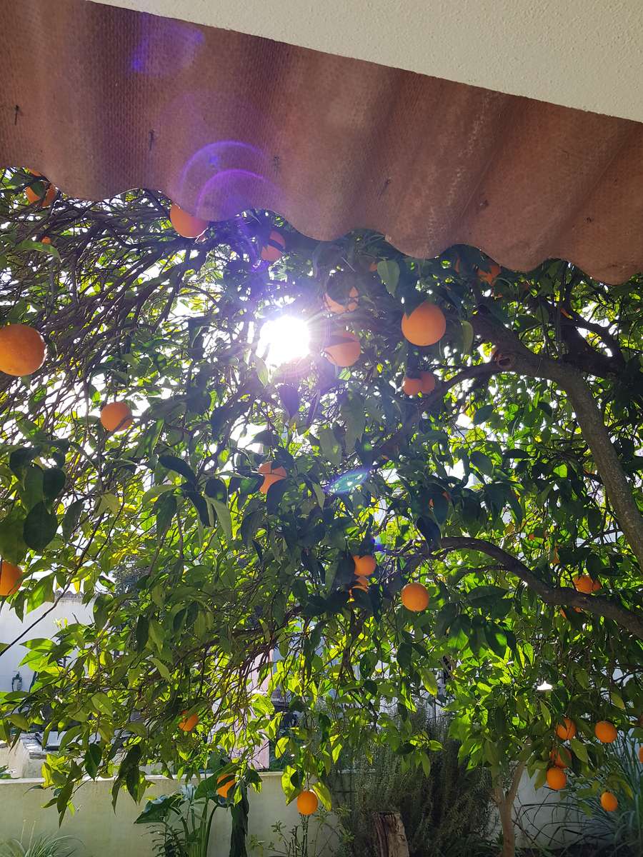 Serpapomarańczowe drzewo puzzle online