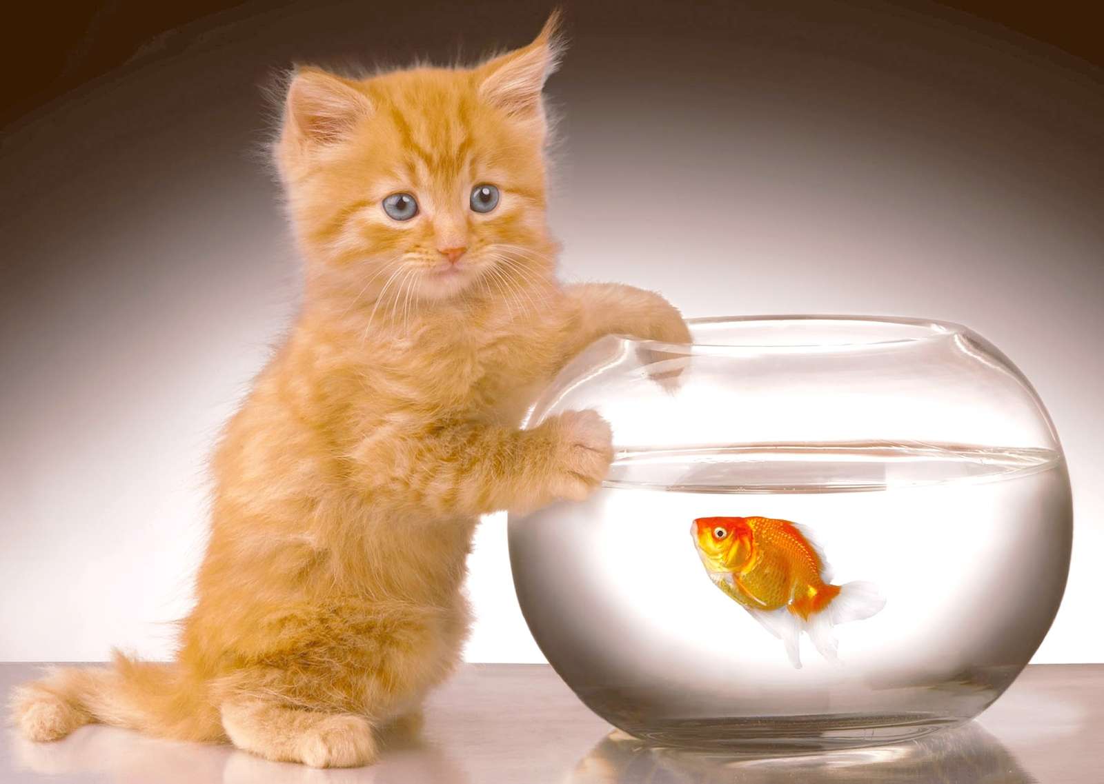 Kotek goni rybę puzzle online