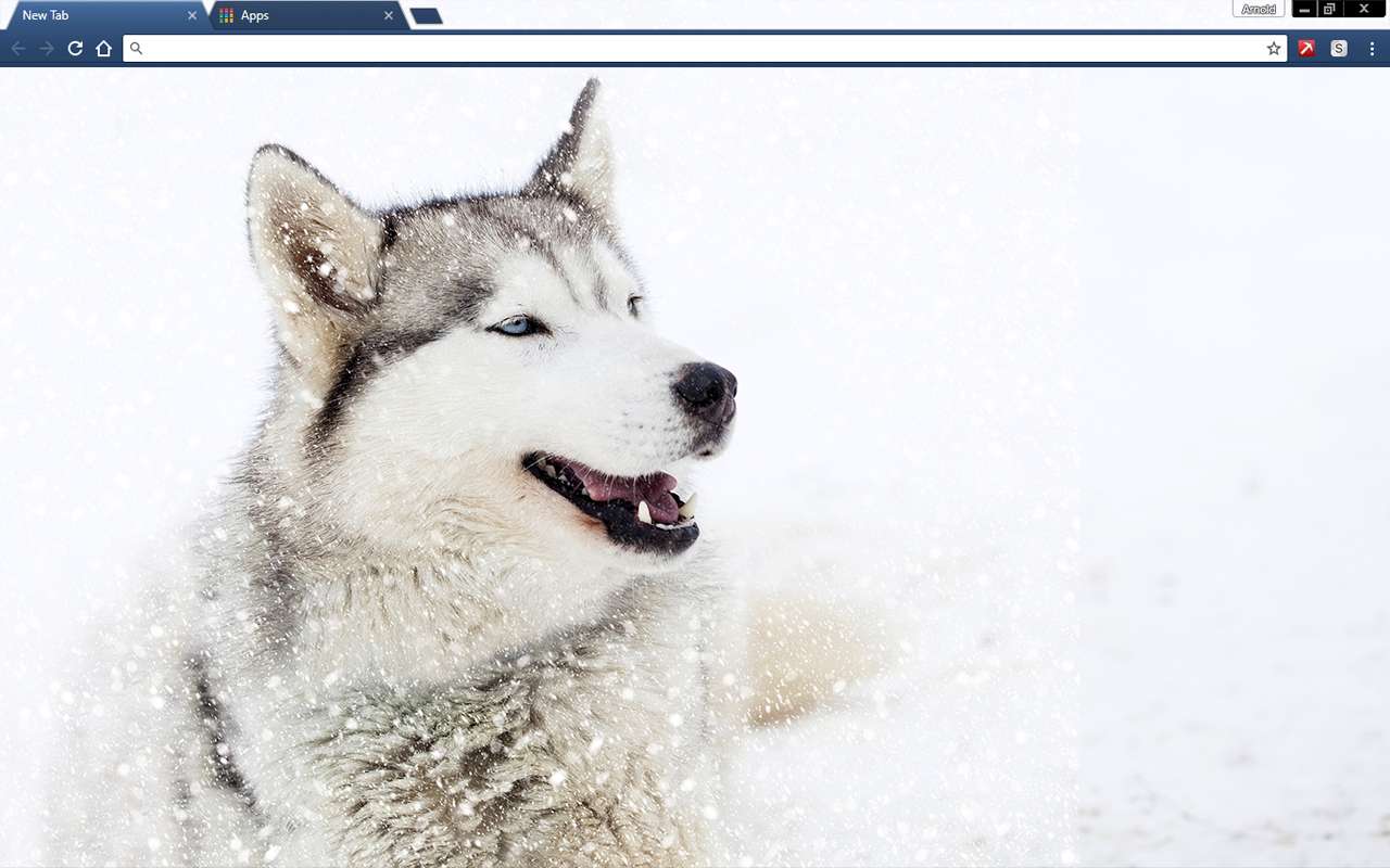 Husky malamut puzzle online