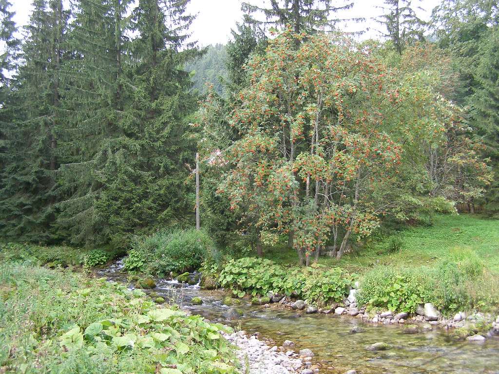 Malowniczy potok w Tatrach puzzle online