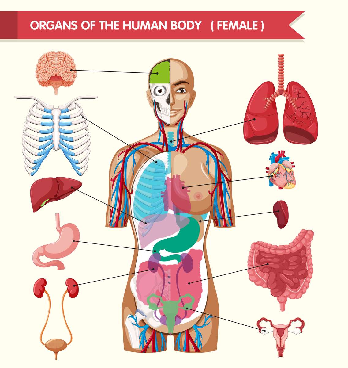 ludzkie ciało puzzle online