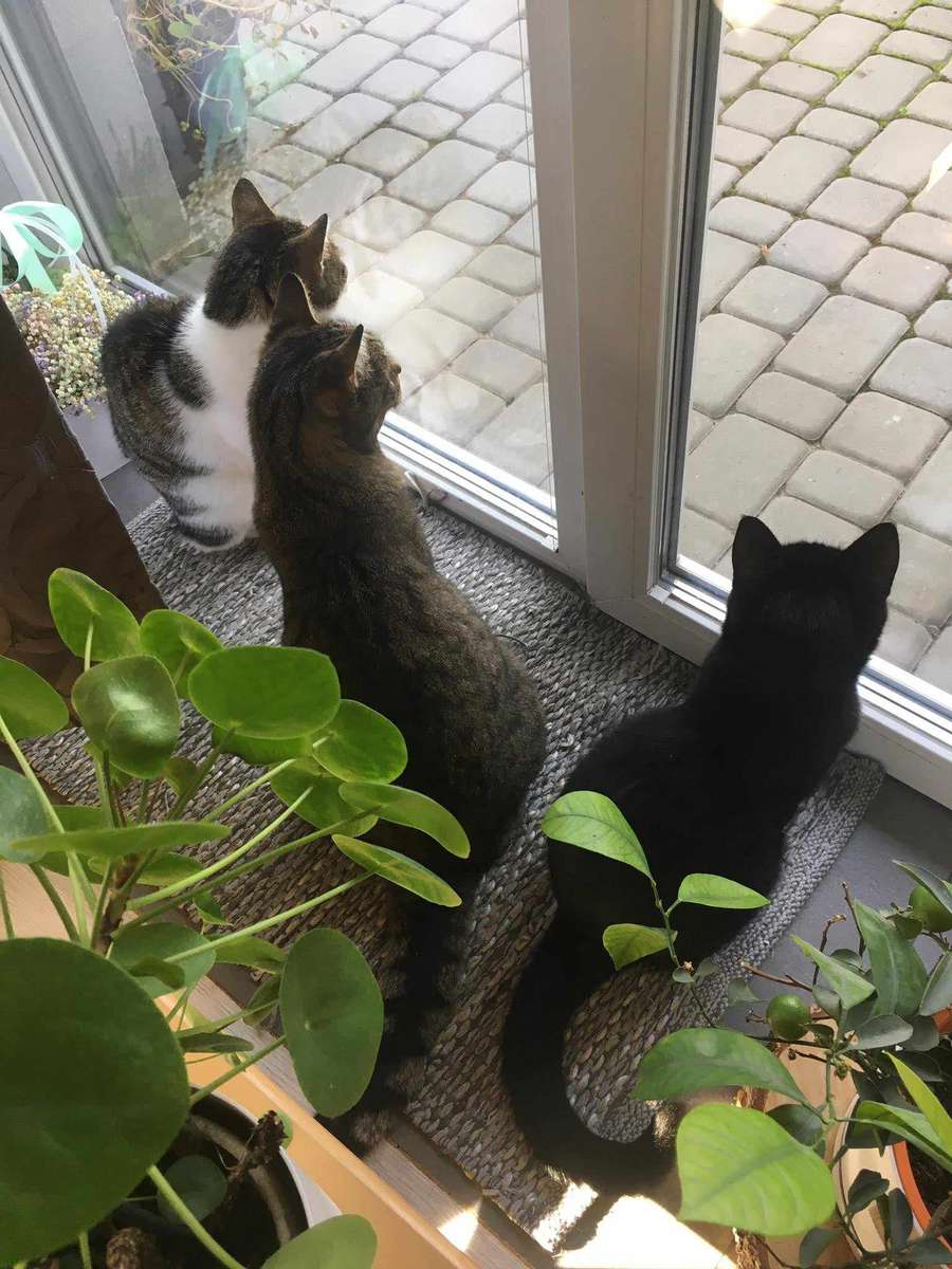 kotki w oknie puzzle online