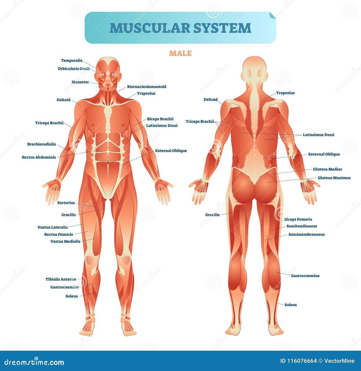 system mięśniowy puzzle online