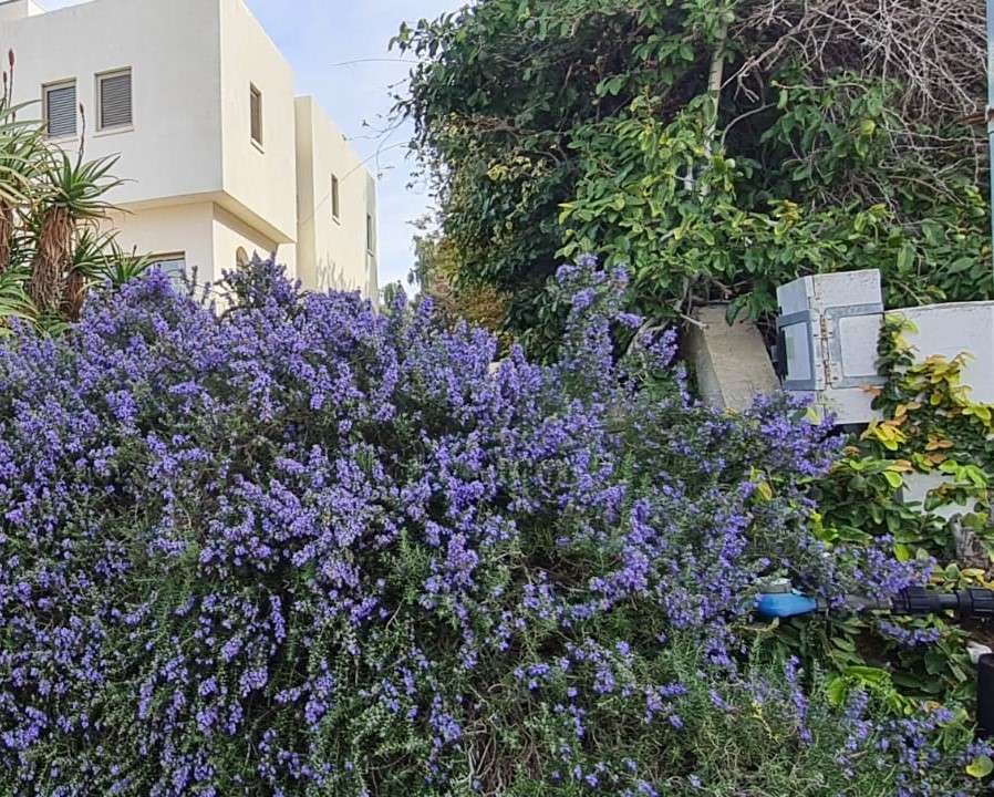 ogrodzenie kwiatowe przed domem puzzle online