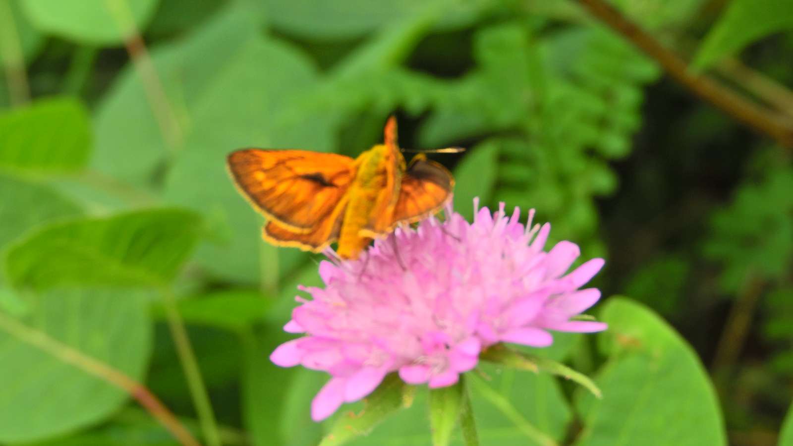 Motylek na kwiatku puzzle online