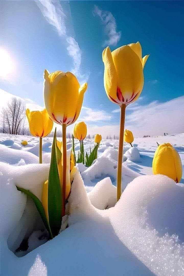 pocztówka tulipany na śniegu puzzle online