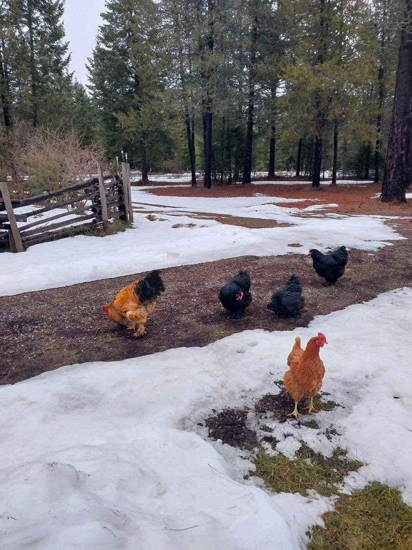 kurczak na śniegu puzzle online