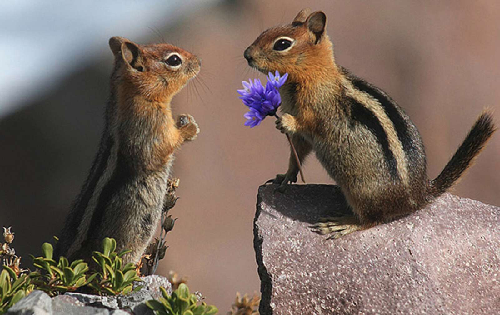 słodkie walentynkowe upominki-wiewiórka zkwiatkiem puzzle online