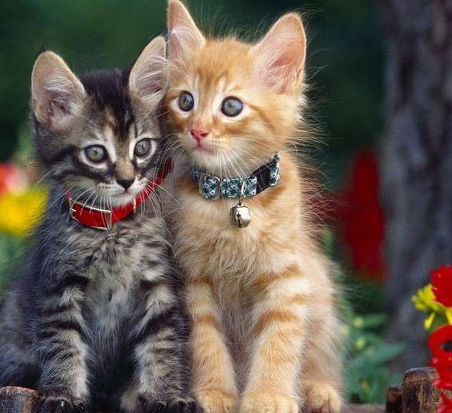 Dwa małe kotki puzzle online