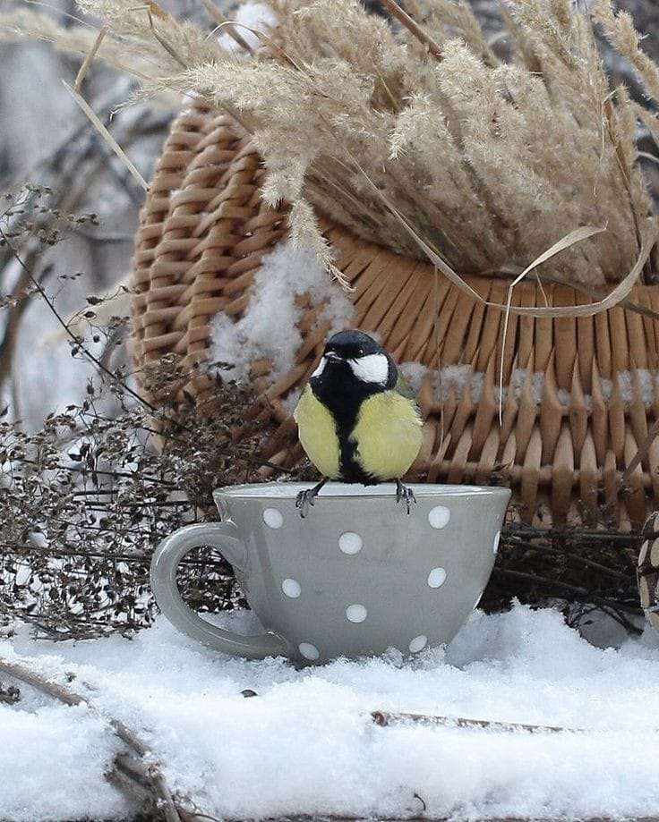 zimowa kawa z ptaszkiem puzzle online