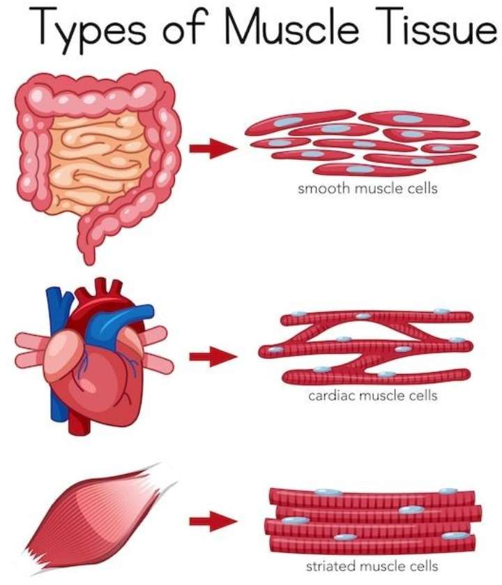 tkanka mięśniowa puzzle online