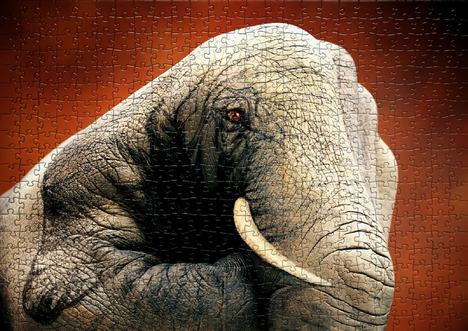 zwierzęcy słoń puzzle online