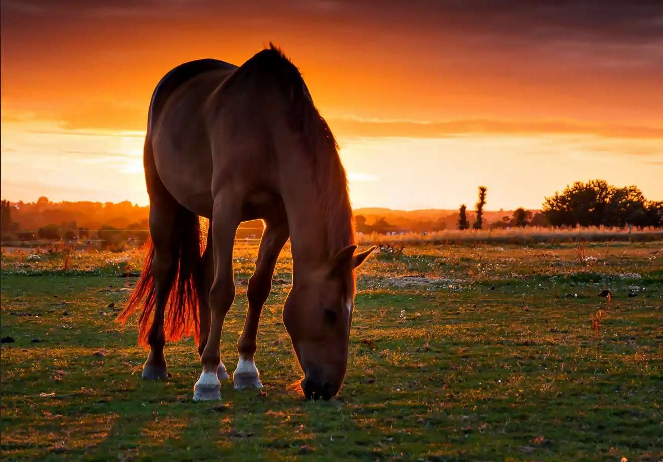koń i zachód słońca puzzle online