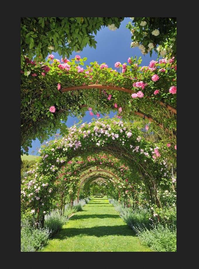 ścieżka, tunel z kwiatów. wiosna puzzle online
