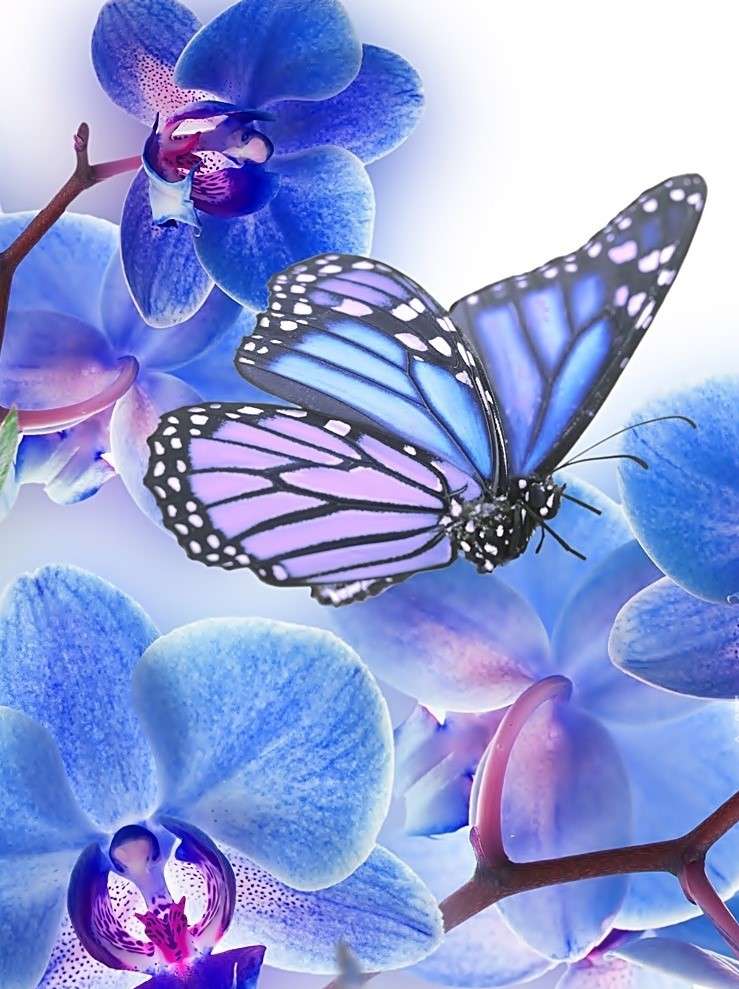 Niebieski motyl puzzle online