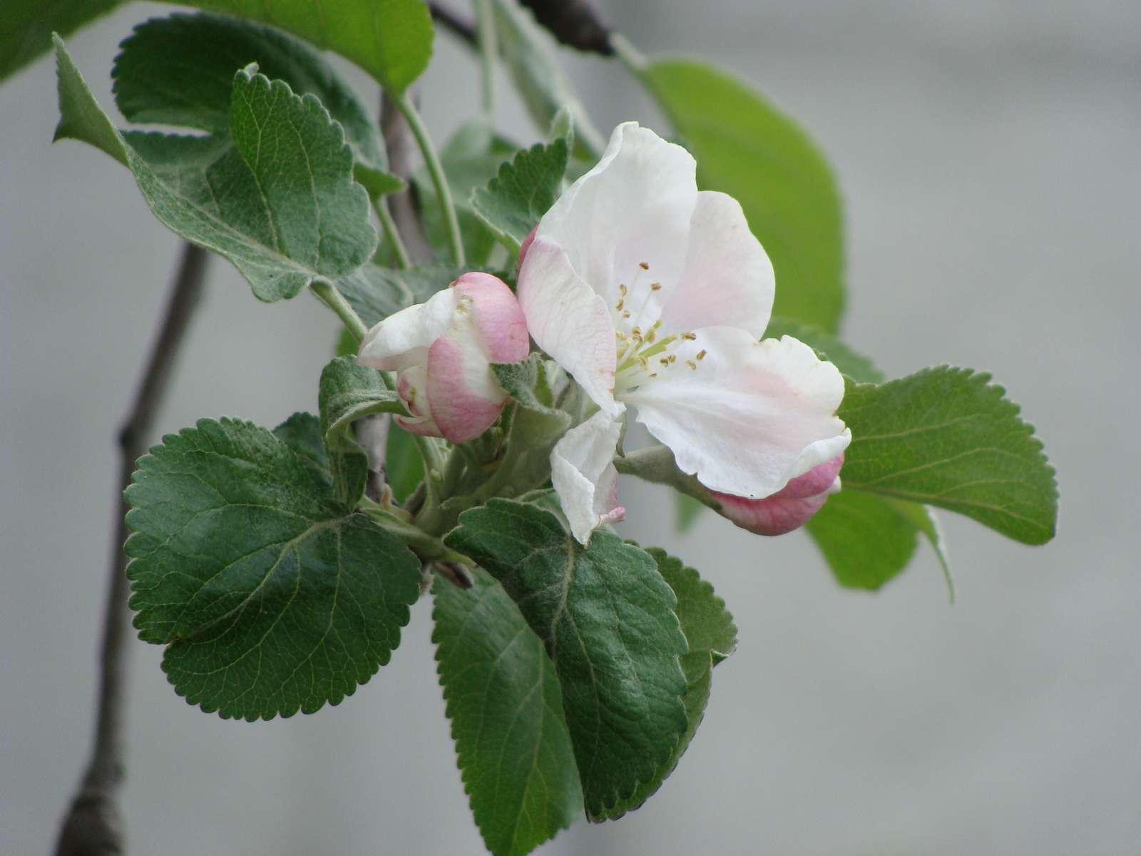 Kwiat jabłoni puzzle online