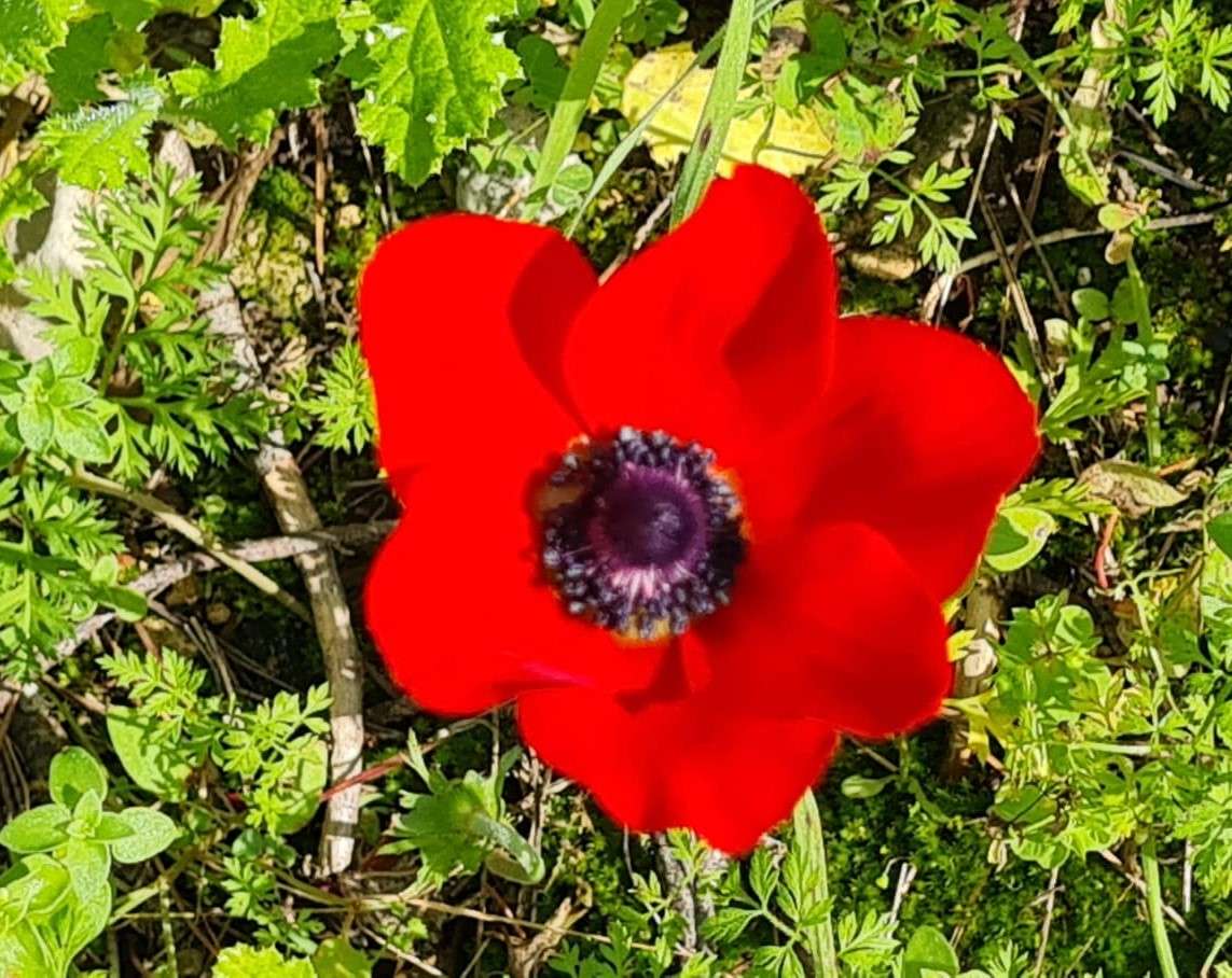 egzotyczny czerwony kwiat puzzle online