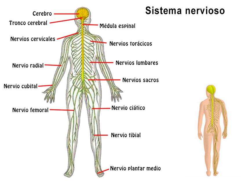 SYSTEM NERWOWY puzzle online