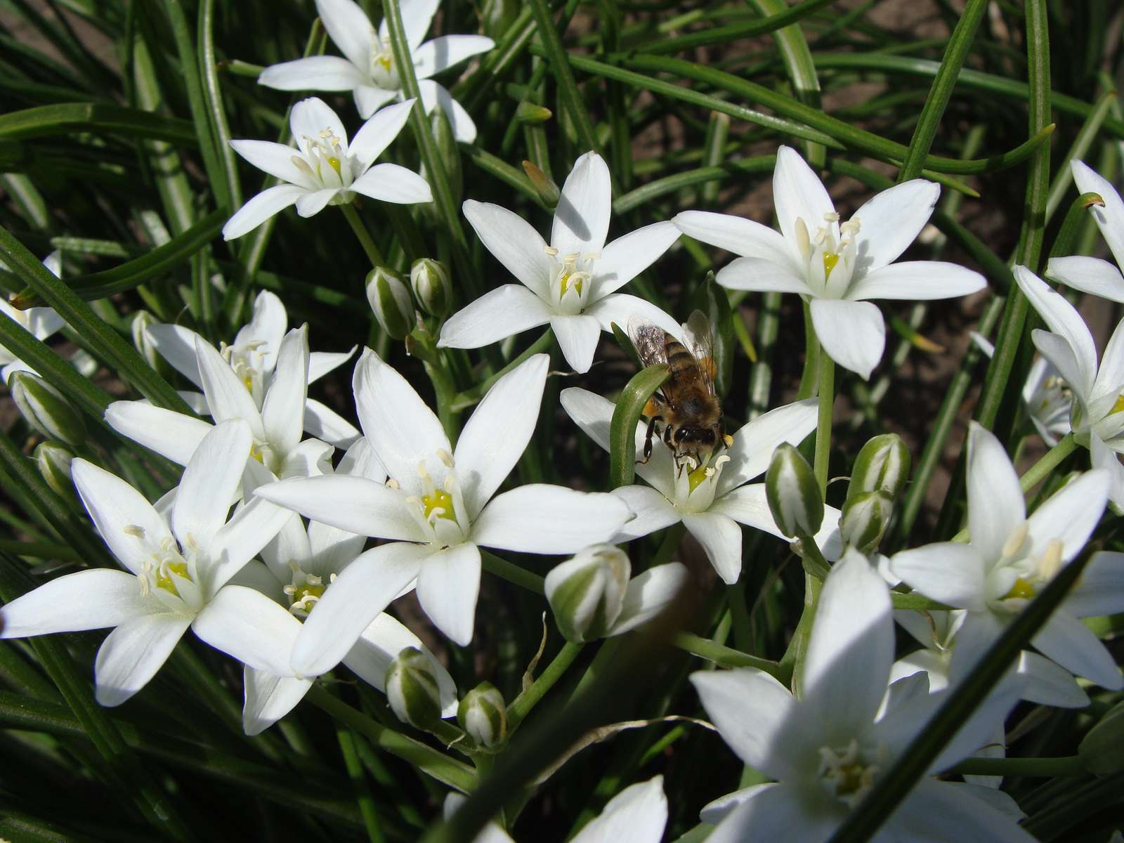 Pszczoła zbiera nektar puzzle online