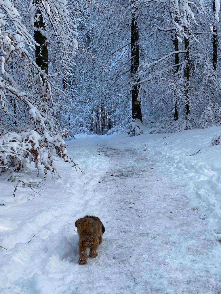 Pies w śnieżnym lesie puzzle online