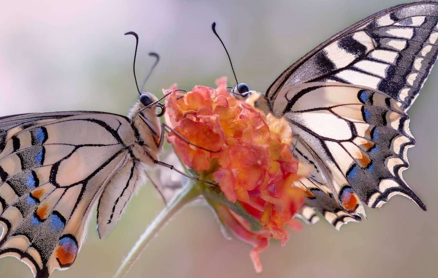 Motyle z gatunku paź królowej na roślince puzzle online