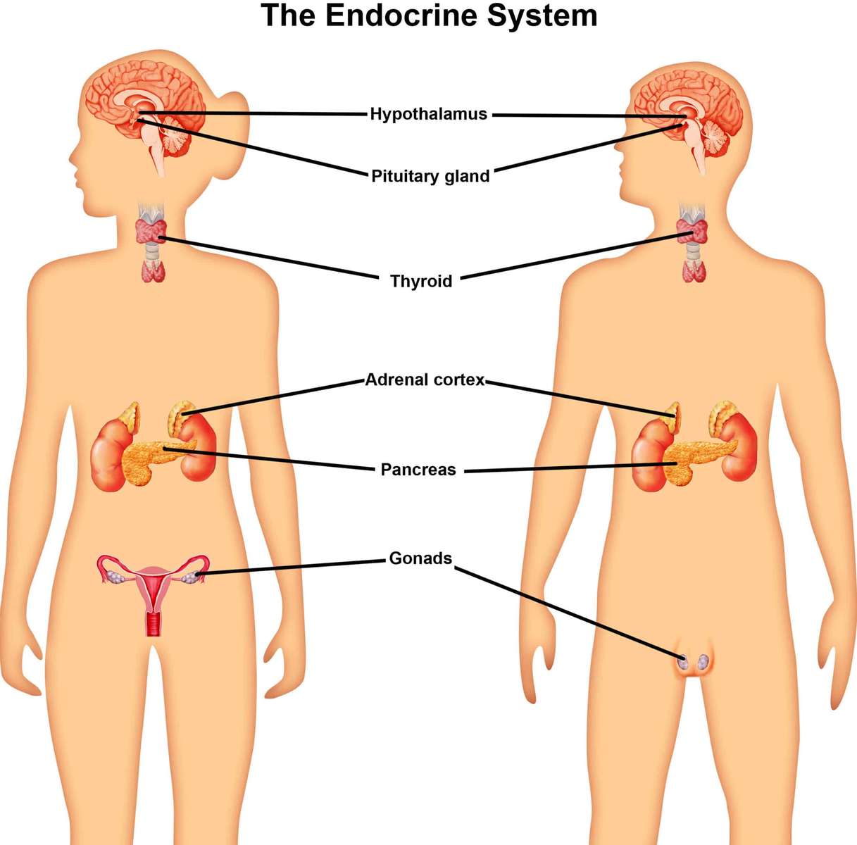 Układ endokrynologiczny puzzle online